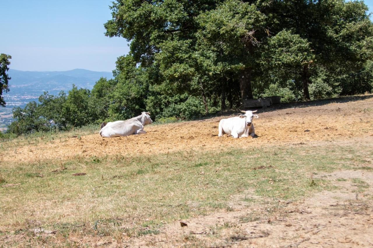Agriturismo Con Piscina In Toscana, Tribbiano Arezzo Exterior foto